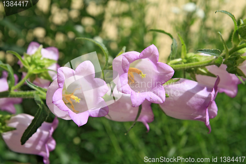 Image of summer flowerses on green background