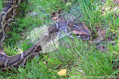 Image of big python on green herb