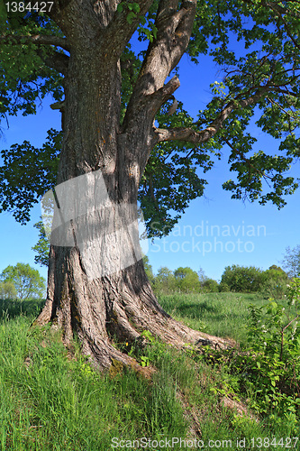 Image of root of the oak amongst green herb