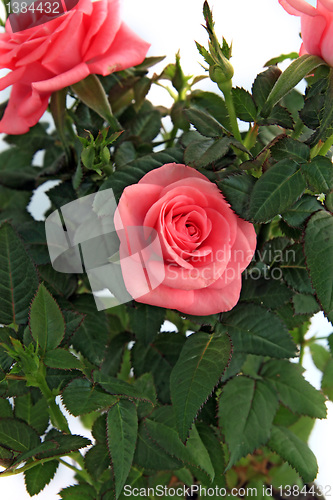 Image of bouquet of the roses on white background