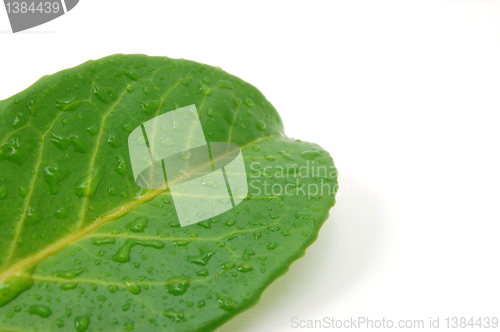 Image of leaf with water drops after rain