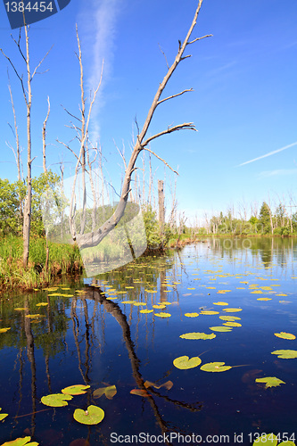 Image of green water lilies on small lake