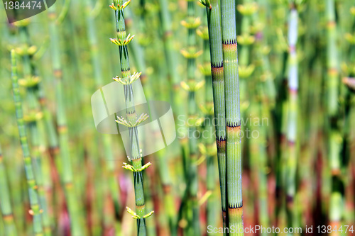 Image of green horsetail in wood marsh