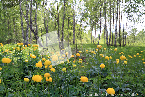 Image of globe-flower in summer birch wood