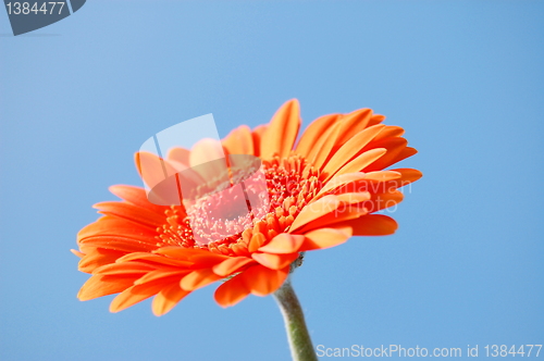 Image of Gerbera daisy