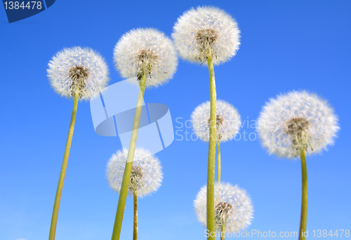 Image of white dandelions on celestial background