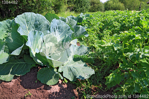 Image of head of cabbage in vegetable garden