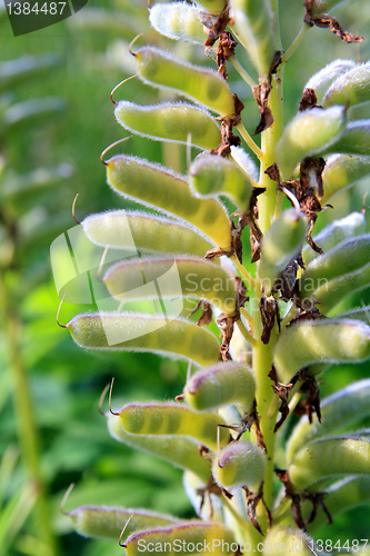 Image of bob of the lupine on green background