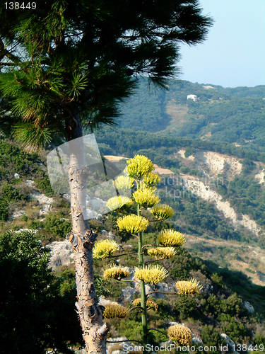 Image of pine and cactus