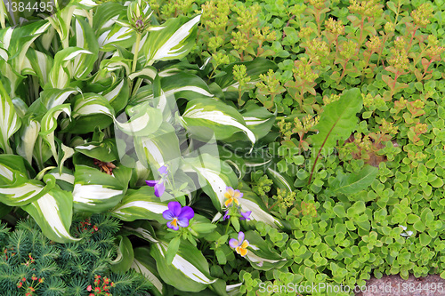 Image of decorative flowerses on town lawn