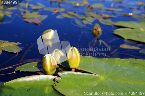 Image of water lilies on small lake