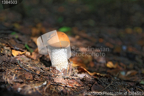 Image of edible mushroom in dark wood