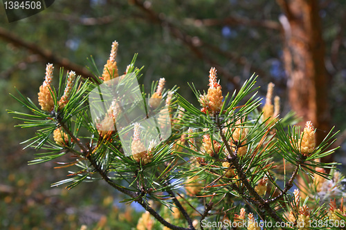 Image of pine of the big shot