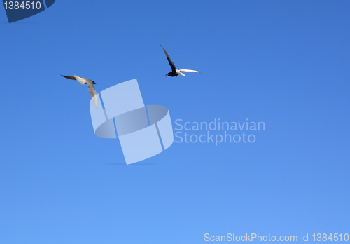 Image of black sea gulls in blue sky