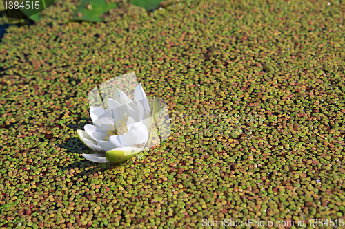 Image of water lily amongst marsh duckweed