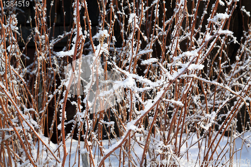 Image of winter bush