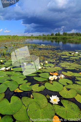 Image of water lilies on small lake