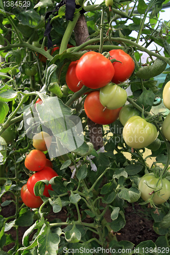 Image of red and green tomatoes in hothouse