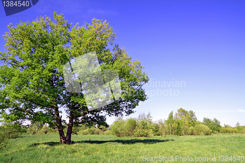 Image of green oak on summer field 