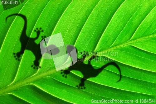 Image of gecko shadow on leaf