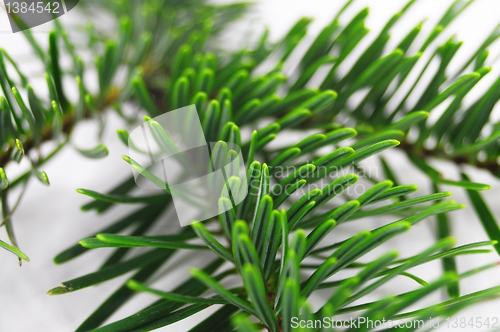 Image of fresh green fir branch