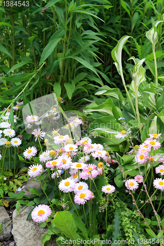 Image of decorative flowerses on town lawn