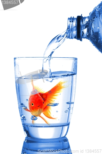 Image of goldfish