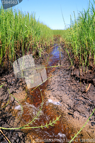 Image of small creek amongst horsetail in marsh