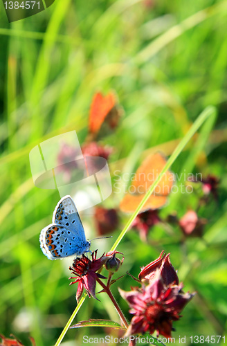 Image of blue butterfly on green background