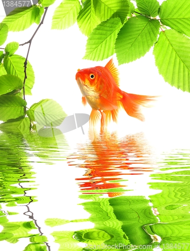 Image of goldfish