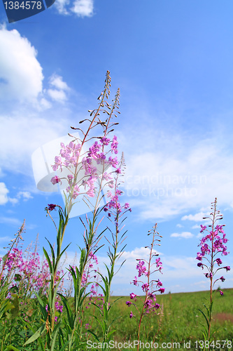 Image of summer flowerses on celestial background