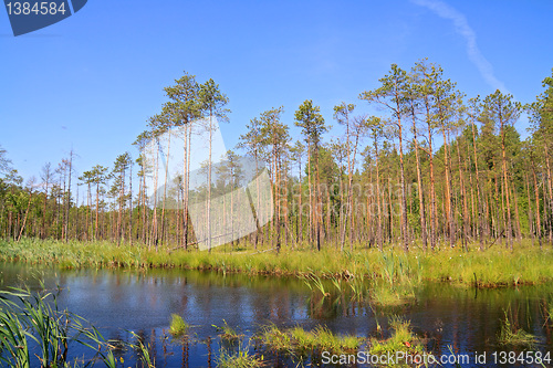 Image of small lake in pine wood