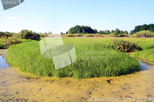 Image of green island in marsh