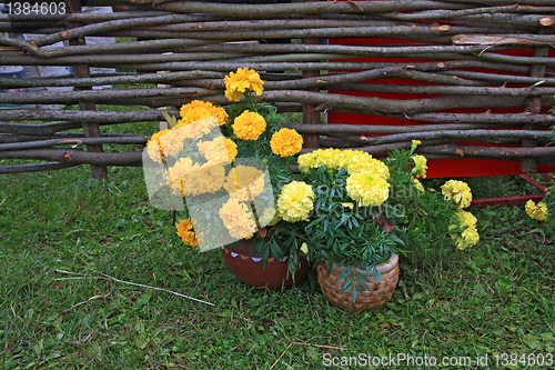 Image of summer flowerses near old fence