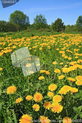 Image of dandelions in wood