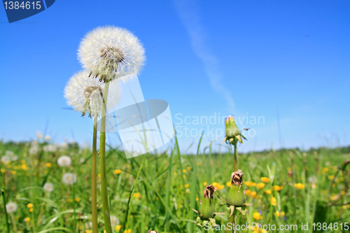 Image of white dandelion on green field