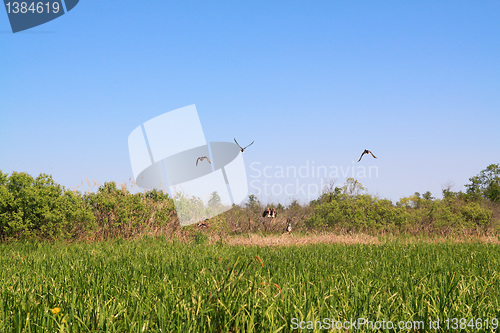 Image of wild ducks on green marsh