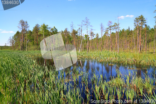 Image of timber lake