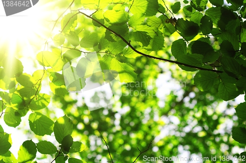 Image of leaves and copyspace