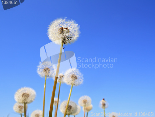 Image of white dandelions on  blue background
