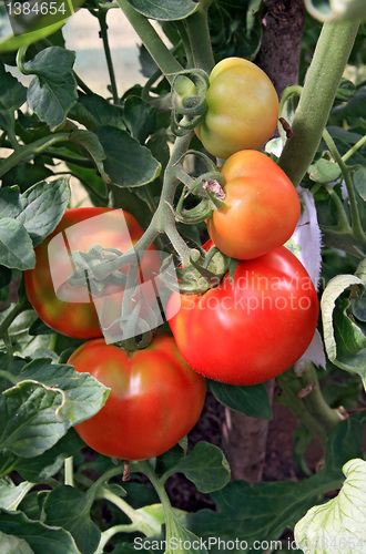 Image of red tomatoes in plastic hothouse