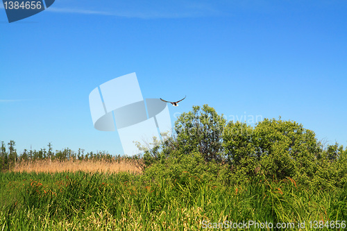 Image of wild bird on green marsh