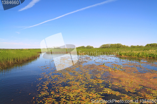 Image of horsetail and duckweed in marsh