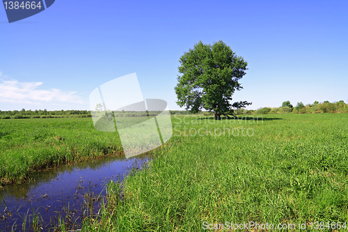 Image of big oak on green field