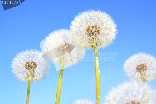 Image of white dandelions on  blue background