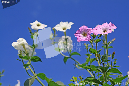 Image of summer flowerses on blue background