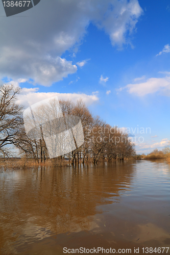 Image of oak wood in brown water