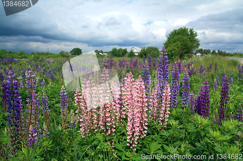 Image of lupines on field under cloudy sky