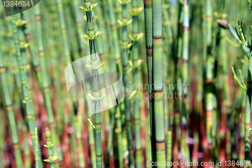 Image of green horsetail in marsh