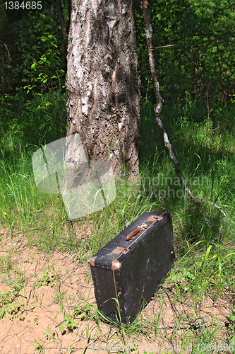 Image of old valise near old birch